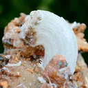 Gypsum "crosse" 1239 grams - Bou Beker, district, Jerada Province, Oriental Region, Morocco - image 1