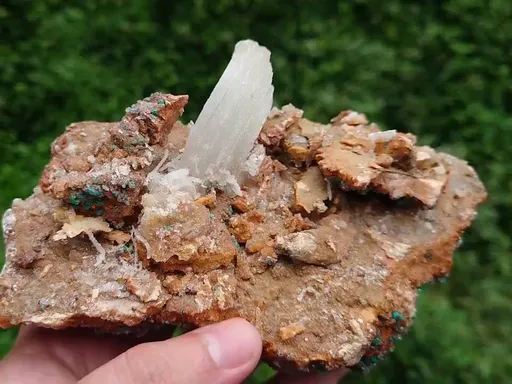 specimen video