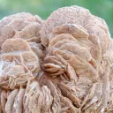 Gypsum var. Rose des sable 3520 grams - Gargas, Apt, Vaucluse, Provence-Alpes-Côte d'Azur, France - image 2