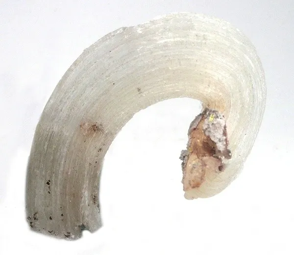 Gypsum (Var: Selenite) image
