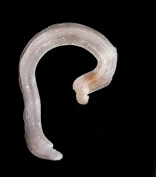 Gypsum (Var: Selenite) image