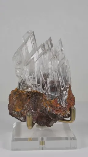 specimen video