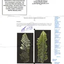 Halite - image 4