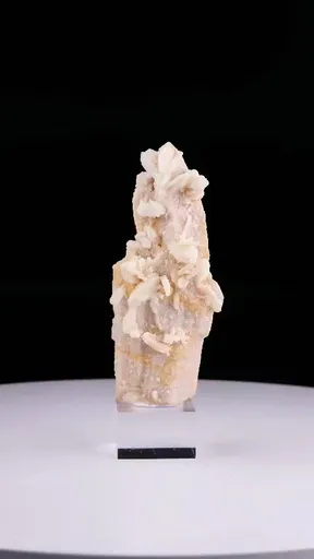 specimen video