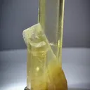 specimen video