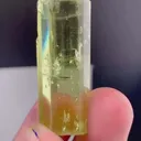 specimen video