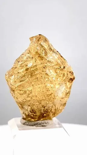 specimen video