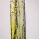 specimen video