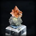 specimen video