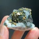specimen video