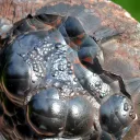 Hematite 1578 grams - Irhoud Mine, Youssoufia Province, Marrakesh-Safi Region, Morocco - image 4