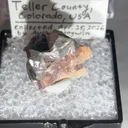 specimen video