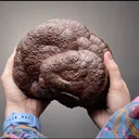 Hematite var. Kidney Ore - image 2