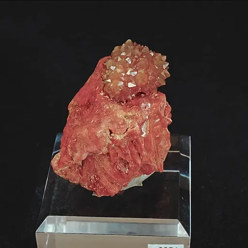 specimen video