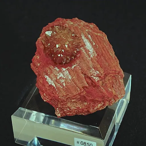 specimen video