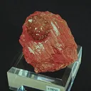 specimen video