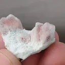 specimen video