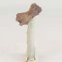 Heulandite Bow on Chalcedony Natural Mineral Specimen - image 1