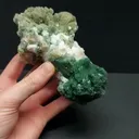 specimen video
