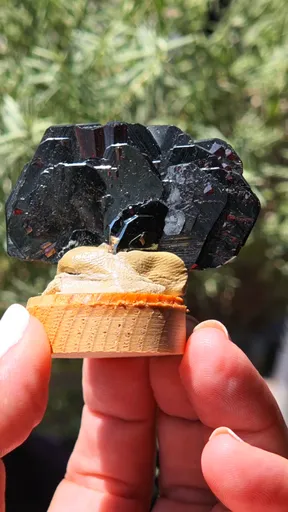 specimen video