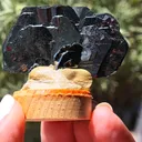 specimen video