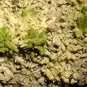 Hinsdalite, Pyromorphite - image 2