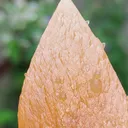 Honey Calcite On Okenite - image 5