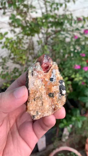 specimen video