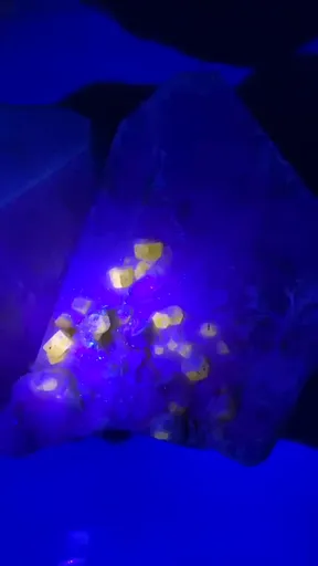 specimen video