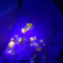 specimen video