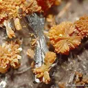 Hutchinsonite With Orpiment - image 3