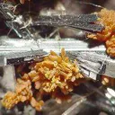 Hutchinsonite With Orpiment - image 4