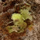 Hyalite Opal (fluorescent) - image 6