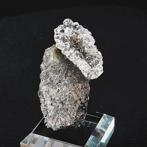 specimen video