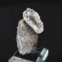 specimen video