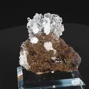 specimen video