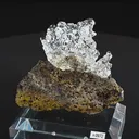 specimen video