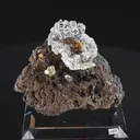 specimen video