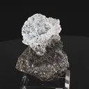 specimen video