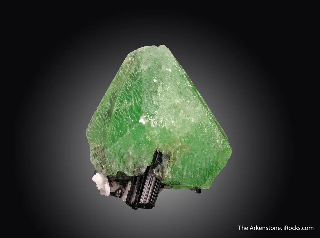 Hydroxylherderite on Schorl image
