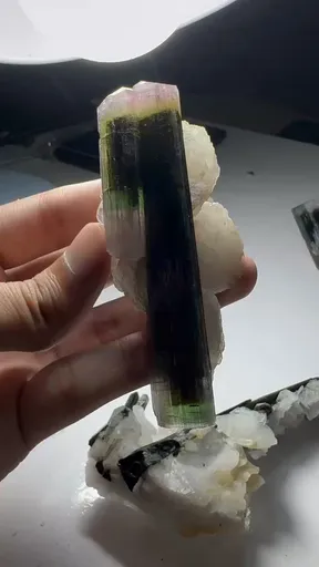 specimen video