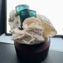 specimen video