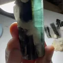specimen video