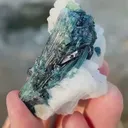 specimen video