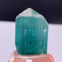 specimen video