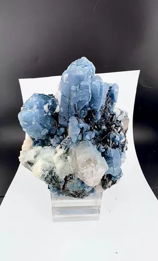 specimen video
