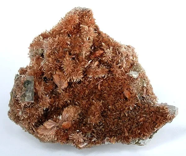 Inesite image