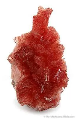 Inesite image