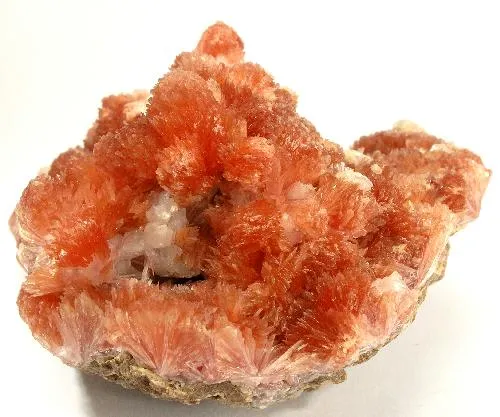 Inesite image