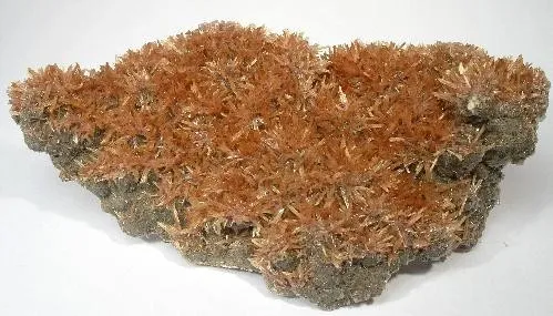 Inesite image